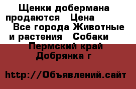 Щенки добермана  продаются › Цена ­ 45 000 - Все города Животные и растения » Собаки   . Пермский край,Добрянка г.